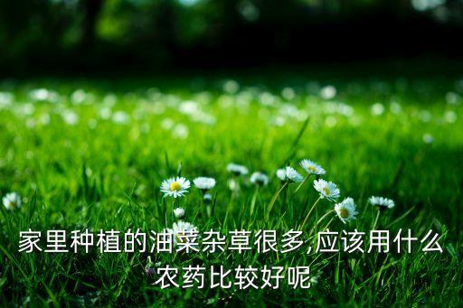 ,什么農藥活血丹效果好用