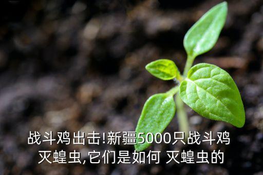 戰斗雞出擊!新疆5000只戰斗雞 滅蝗蟲,它們是如何 滅蝗蟲的
