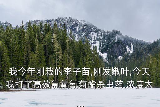 李樹禁忌什么農藥,李樹的最好用什么農藥
