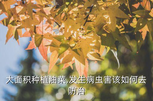 種油菜籽用什么農藥,油菜籽產地最多在什么地方