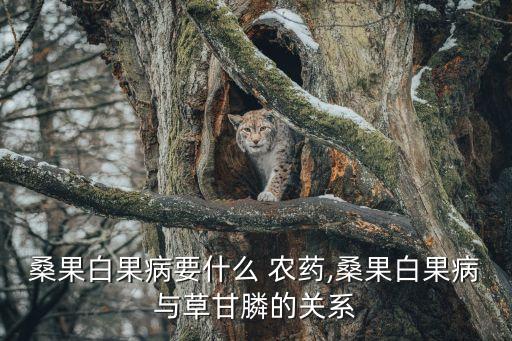 桑樹打什么農(nóng)藥才會死,桑樹用什么方法才會死