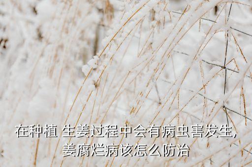 在種植 生姜過程中會(huì)有病蟲害發(fā)生,姜腐爛病該怎么防治