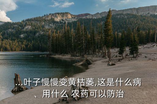 ...葉子慢慢變黃枯萎,這是什么病、用什么 農(nóng)藥可以防治