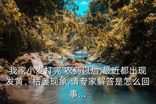 我家小麥打完 農藥以后,最近都出現發黃、枯萎現象,請專家解答是怎么回事...