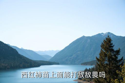 西紅柿地面噴什么農藥