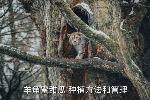 羊角蜜種植用什么農藥,羊角密什么時間種植