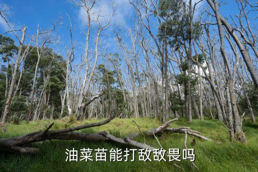  油菜苗能打敵敵畏嗎