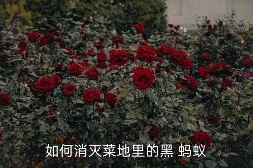如何消滅菜地里的黑 螞蟻