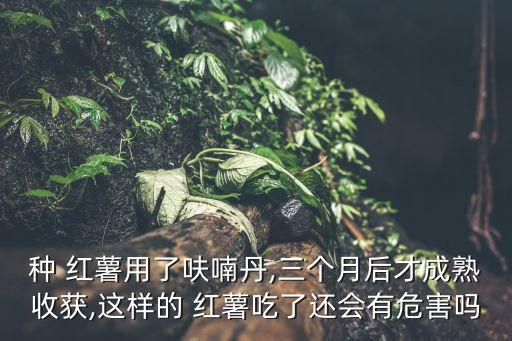 種 紅薯用了呋喃丹,三個月后才成熟收獲,這樣的 紅薯吃了還會有危害嗎