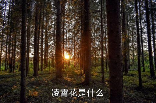 凌霄花是什么