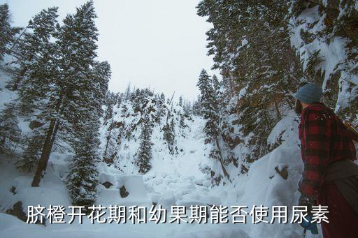 臍橙開花期和幼果期能否使用尿素