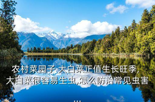 農村菜園子 大白菜正值生長旺季, 大白菜很容易生蟲,怎么防治常見蟲害...
