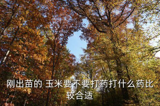 種玉米時用什么農藥,玉米一般打什么農藥