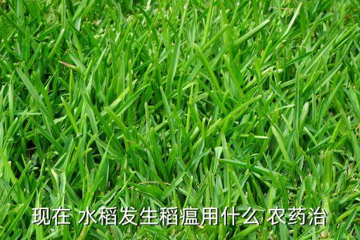 現在 水稻發生稻瘟用什么 農藥治