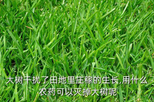 大樹干擾了田地里莊稼的生長,用什么 農藥可以滅掉大樹呢