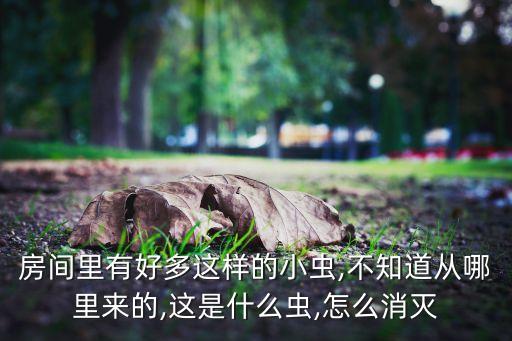 房間里有好多這樣的小蟲,不知道從哪里來的,這是什么蟲,怎么消滅