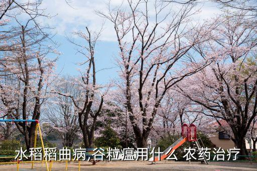水稻稻曲病,谷粒瘟用什么 農(nóng)藥治療