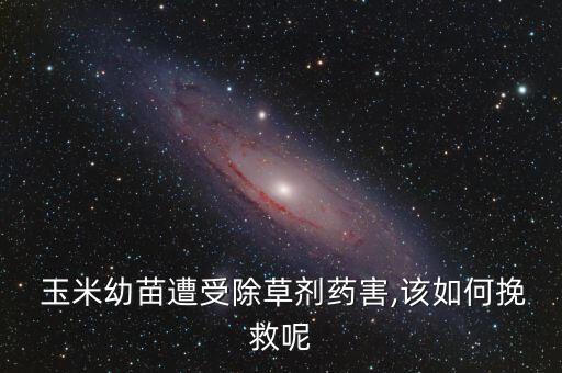  玉米幼苗遭受除草劑藥害,該如何挽救呢