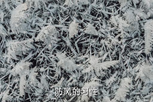 防風的習性