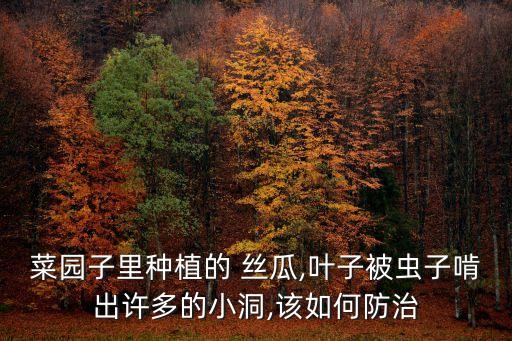 菜園子里種植的 絲瓜,葉子被蟲子啃出許多的小洞,該如何防治