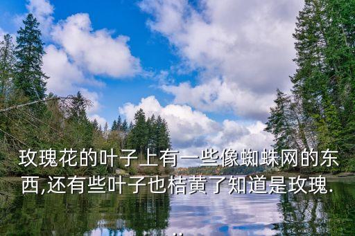  玫瑰花的葉子上有一些像蜘蛛網的東西,還有些葉子也桔黃了知道是玫瑰...