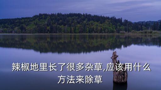 辣椒葉片肥厚打什么農藥,怎樣讓辣椒葉片肥厚