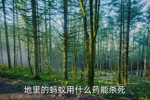 地里的螞蟻用什么藥能殺死