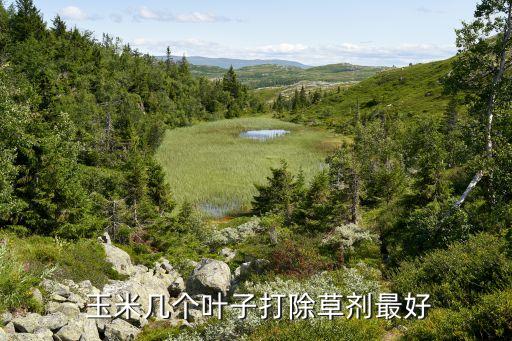  玉米幾個葉子打除草劑最好