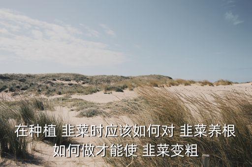 在種植 韭菜時應該如何對 韭菜養根如何做才能使 韭菜變粗