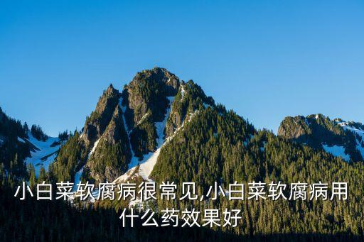 小白菜軟腐病很常見,小白菜軟腐病用什么藥效果好