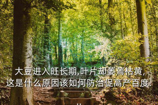  大豆進入旺長期,葉片卻萎蔫枯黃,這是什么原因該如何防治促高產百度...