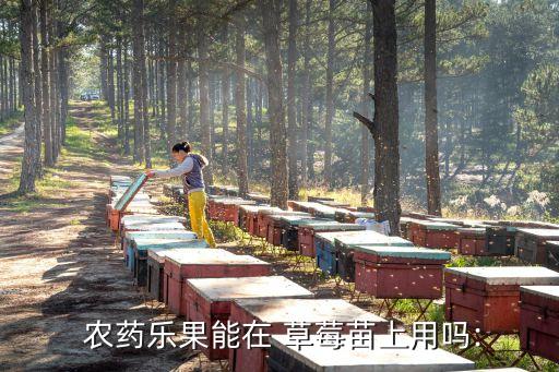  農(nóng)藥樂果能在 草莓苗上用嗎: