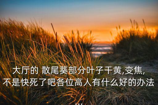 散尾葵用什么農(nóng)藥好點(diǎn)