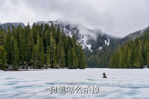 狗虱怎么殺掉
