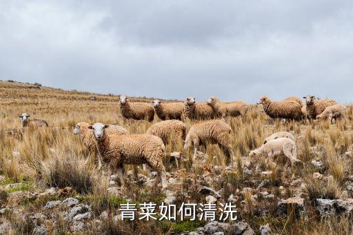 青菜如何清洗