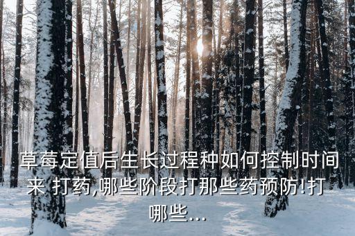 草莓打農(nóng)藥什么時候打藥,不打藥草莓和不打農(nóng)藥草莓的區(qū)別