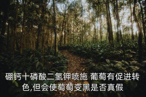 硼鈣十磷酸二氫鉀噴施 葡萄有促進(jìn)轉(zhuǎn)色,但會(huì)使萄萄變黑是否真假