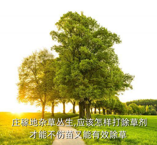  莊稼地雜草叢生,應該怎樣打除草劑才能不傷苗又能有效除草