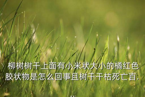  柳樹樹干上面有小米狀大小的橘紅色膠狀物是怎么回事且樹干干枯死亡百...