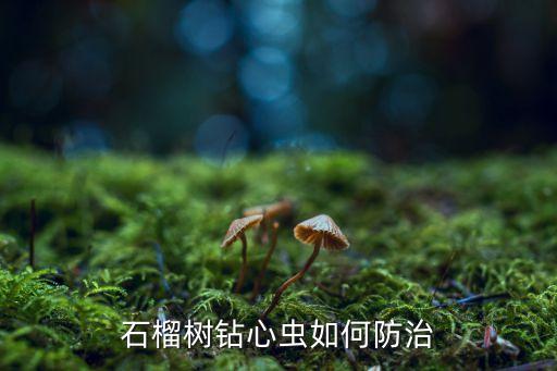 石榴樹鉆心蟲如何防治