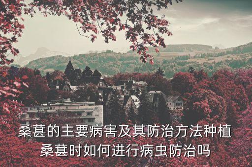 桑葚樹為什么不用打農藥,為什么不能種桑葚樹