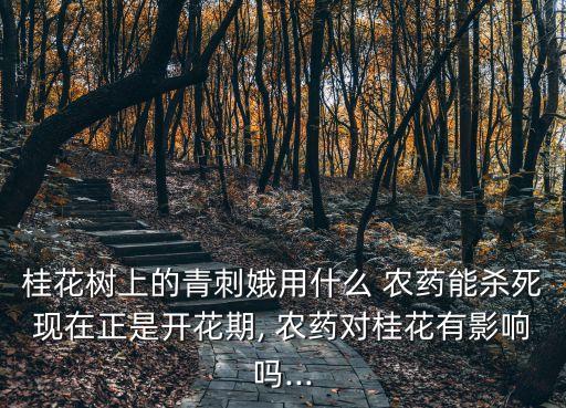 桂花樹上的青刺娥用什么 農藥能殺死現在正是開花期, 農藥對桂花有影響嗎...