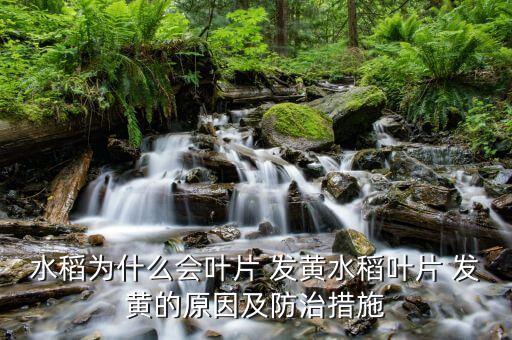 水稻為什么會葉片 發黃水稻葉片 發黃的原因及防治措施