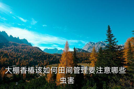 大棚香椿該如何田間管理要注意哪些 蟲害