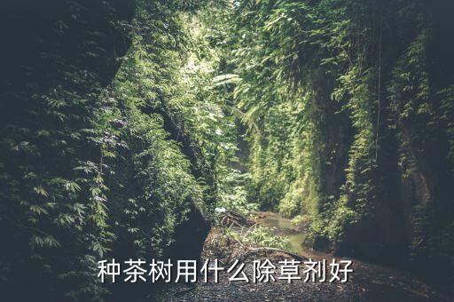 種茶樹用什么除草劑好