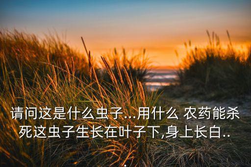 請問這是什么蟲子…用什么 農藥能殺死這蟲子生長在葉子下,身上長白...