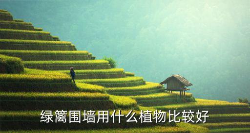 綠籬圍墻用什么植物比較好