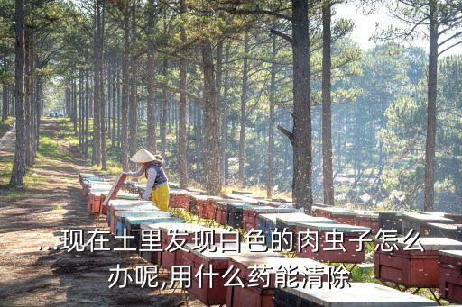 什么農藥可以殺死老母蟲,大樹用什么農藥可快速殺死