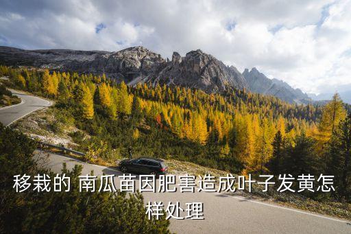 移栽的 南瓜苗因肥害造成葉子發(fā)黃怎樣處理