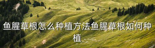 魚腥草根怎么種植方法魚腥草根如何種植